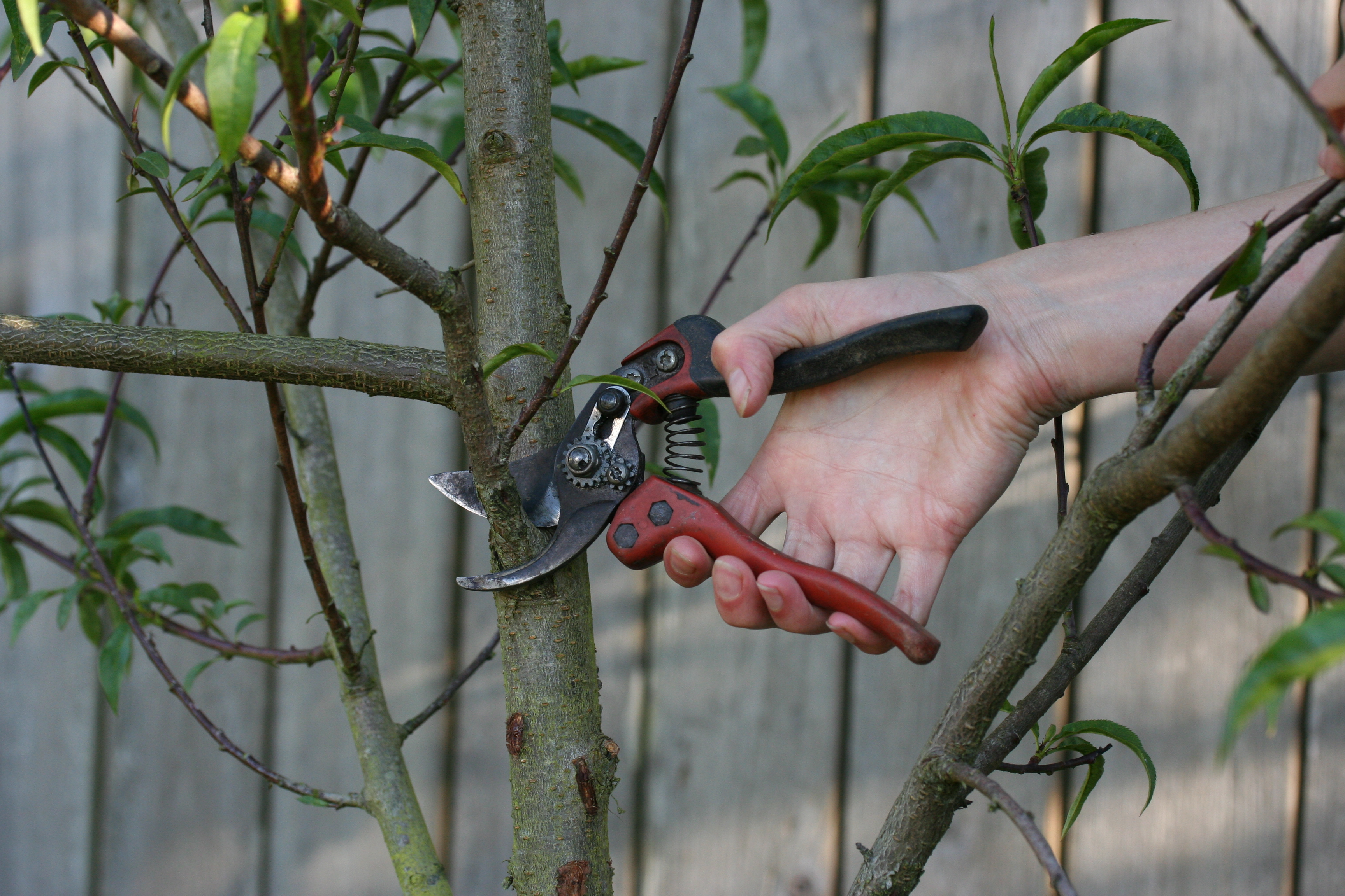 Bahco PG-M2 Ergonomic Secateur Hand Pruners